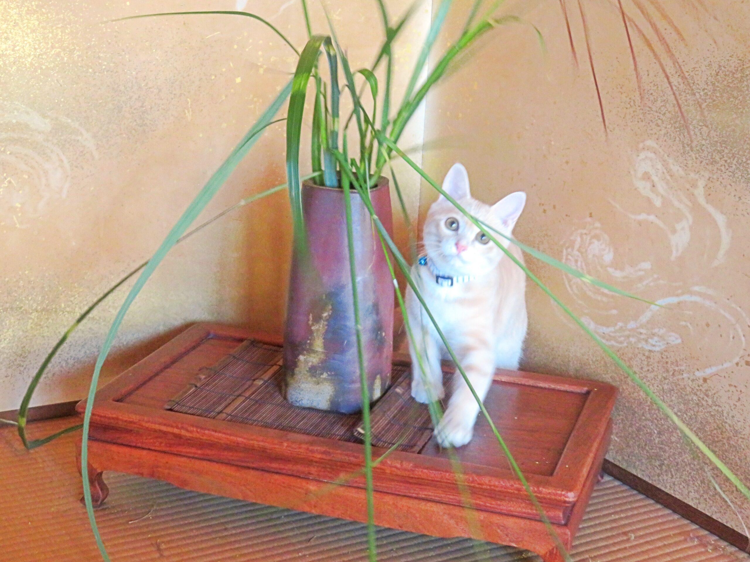 こねこ、そら、遊ぶ