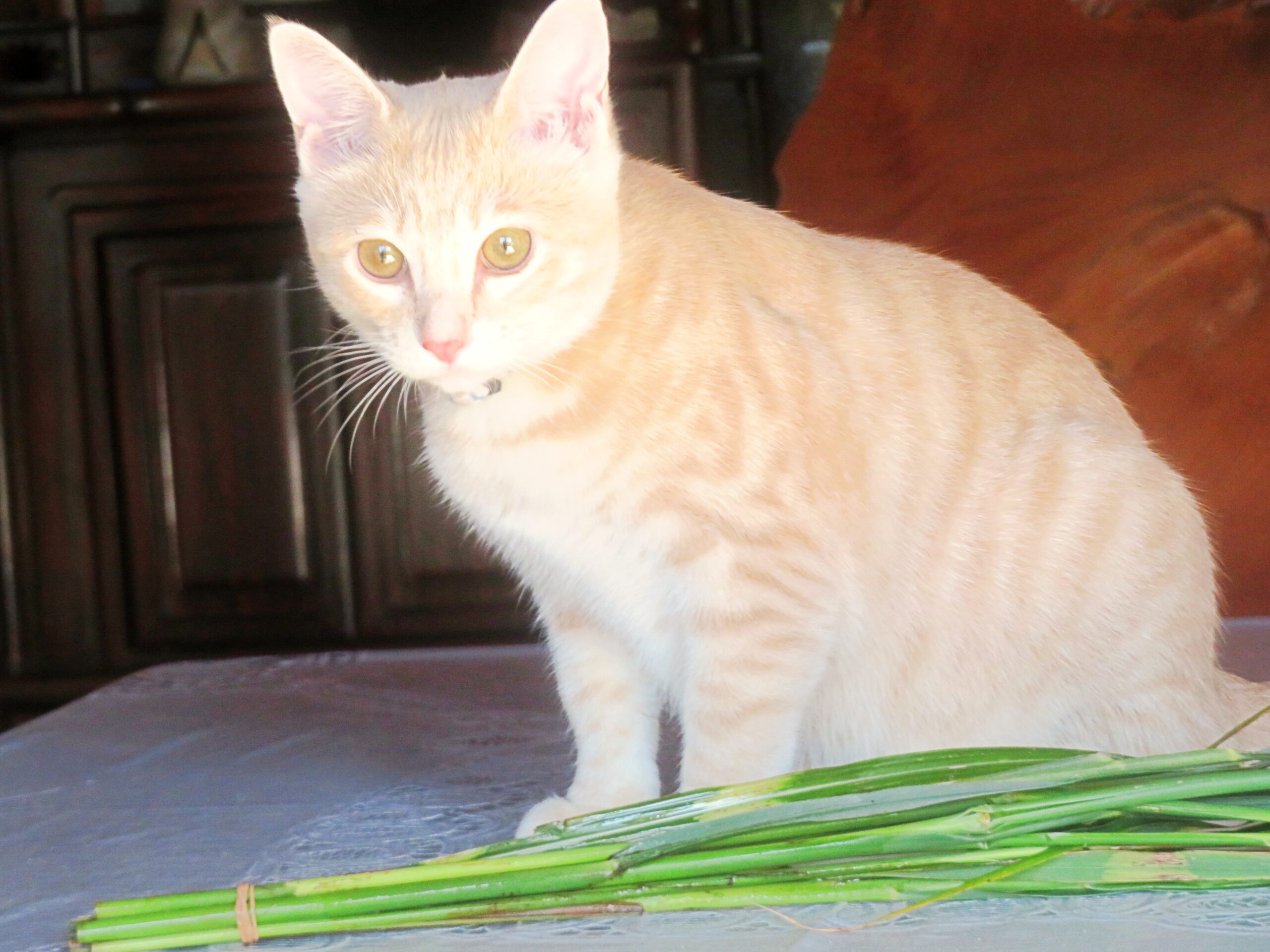 こねこ、そら、遊ぶ