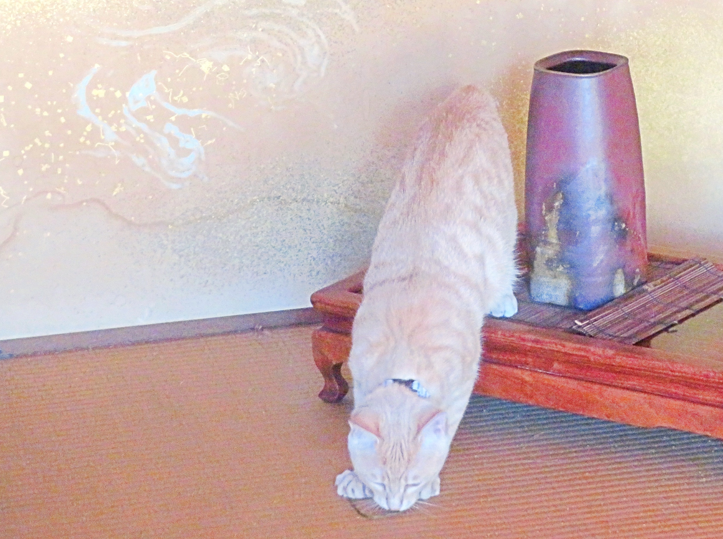 こねこ、そら、遊ぶ