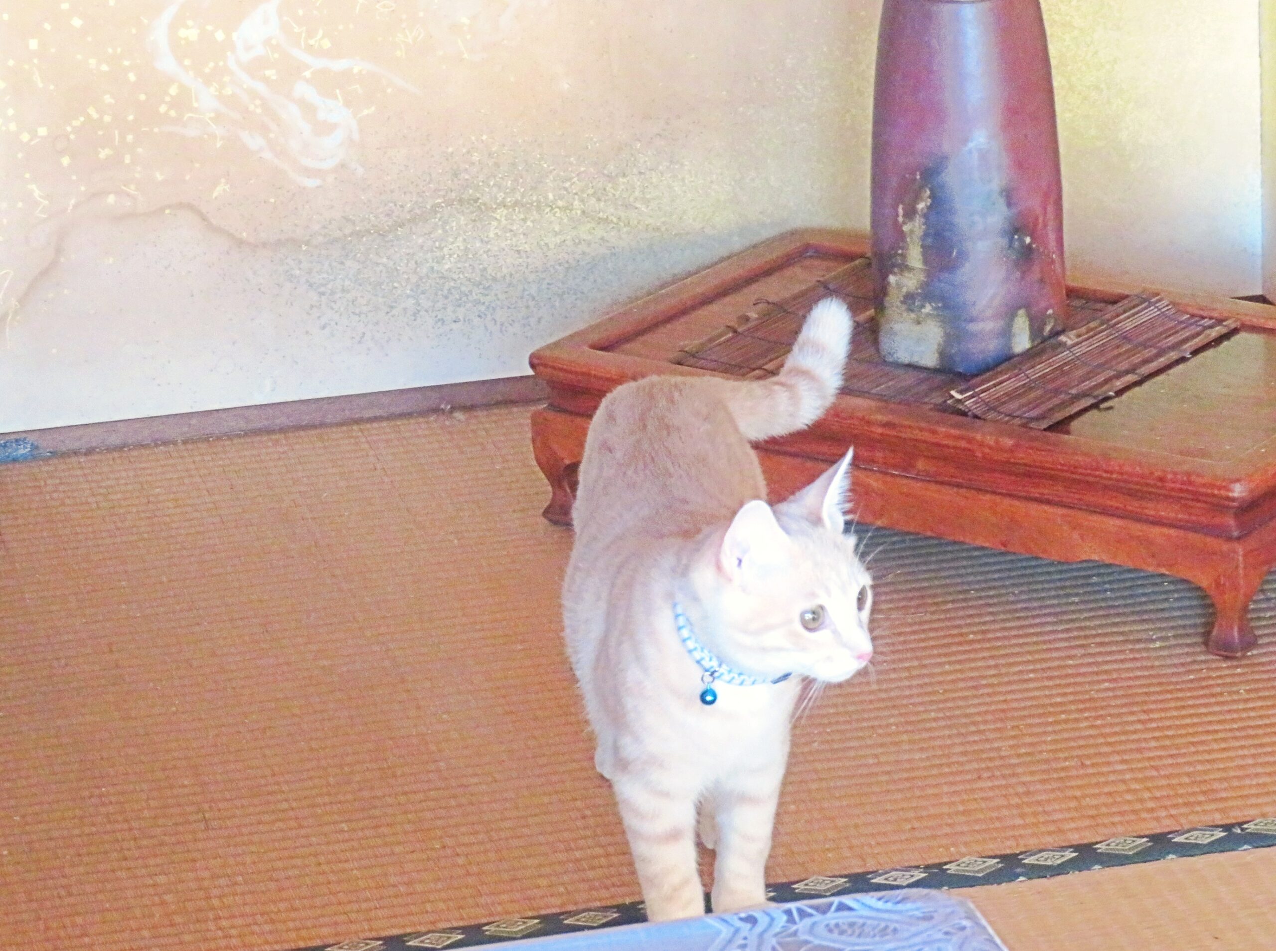 こねこ、そら、遊ぶ