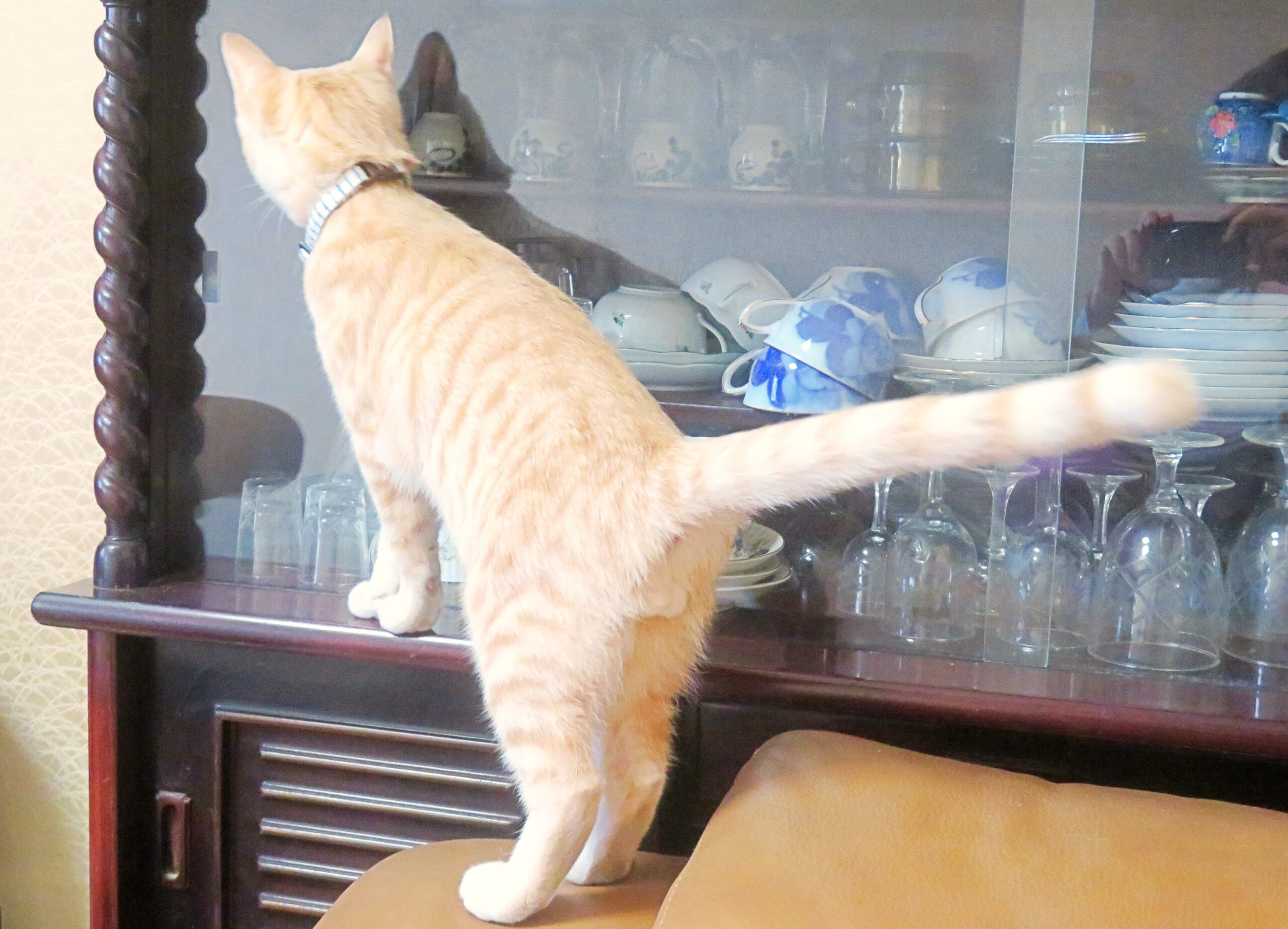こねこ、そら、遊ぶ