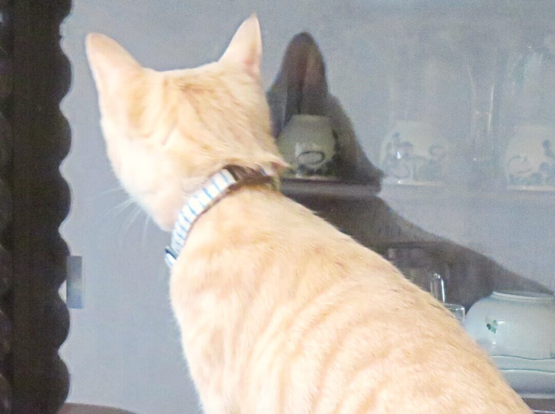 こねこ、そら、遊ぶ