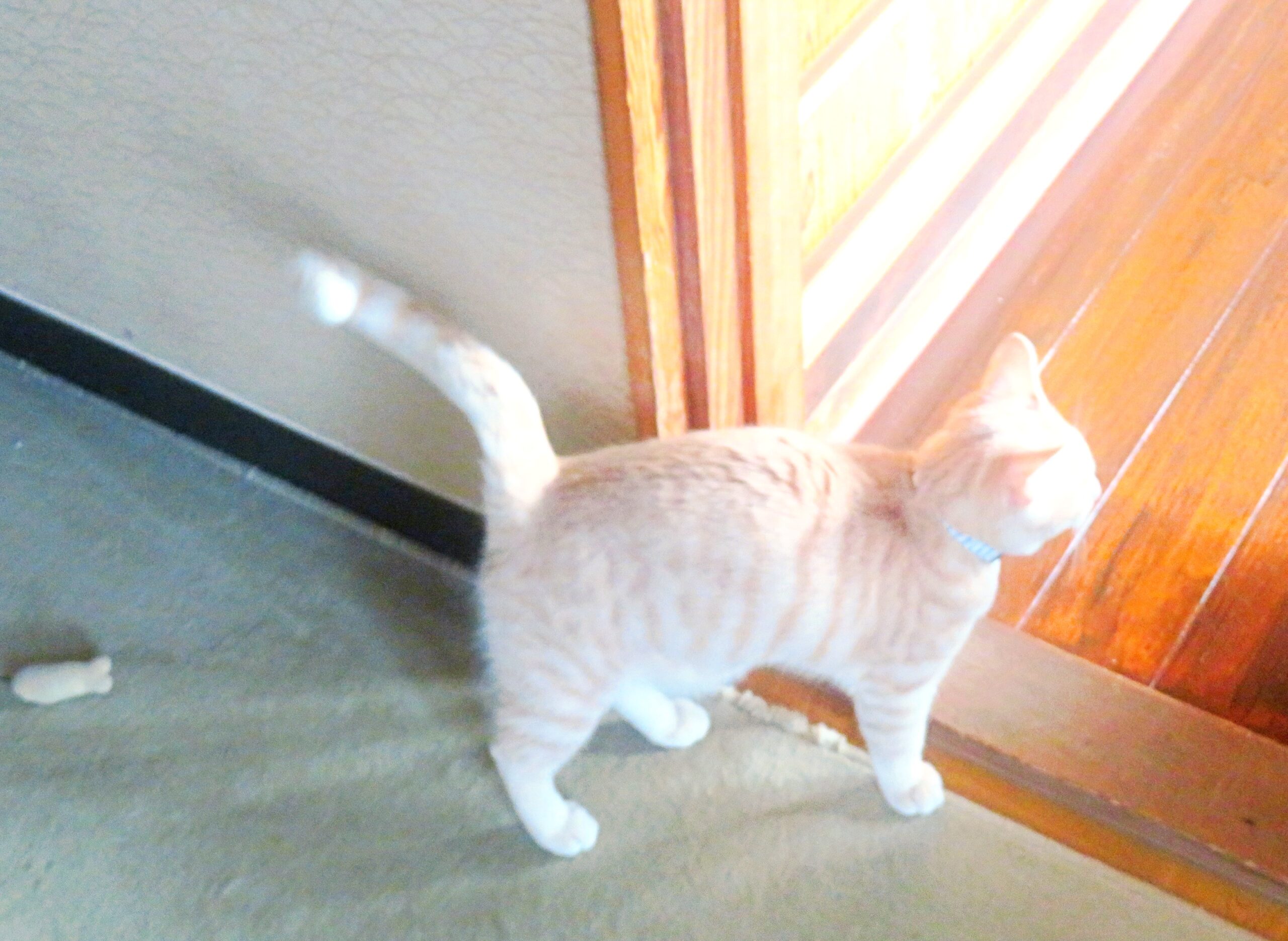 こねこ、そら、遊ぶ
