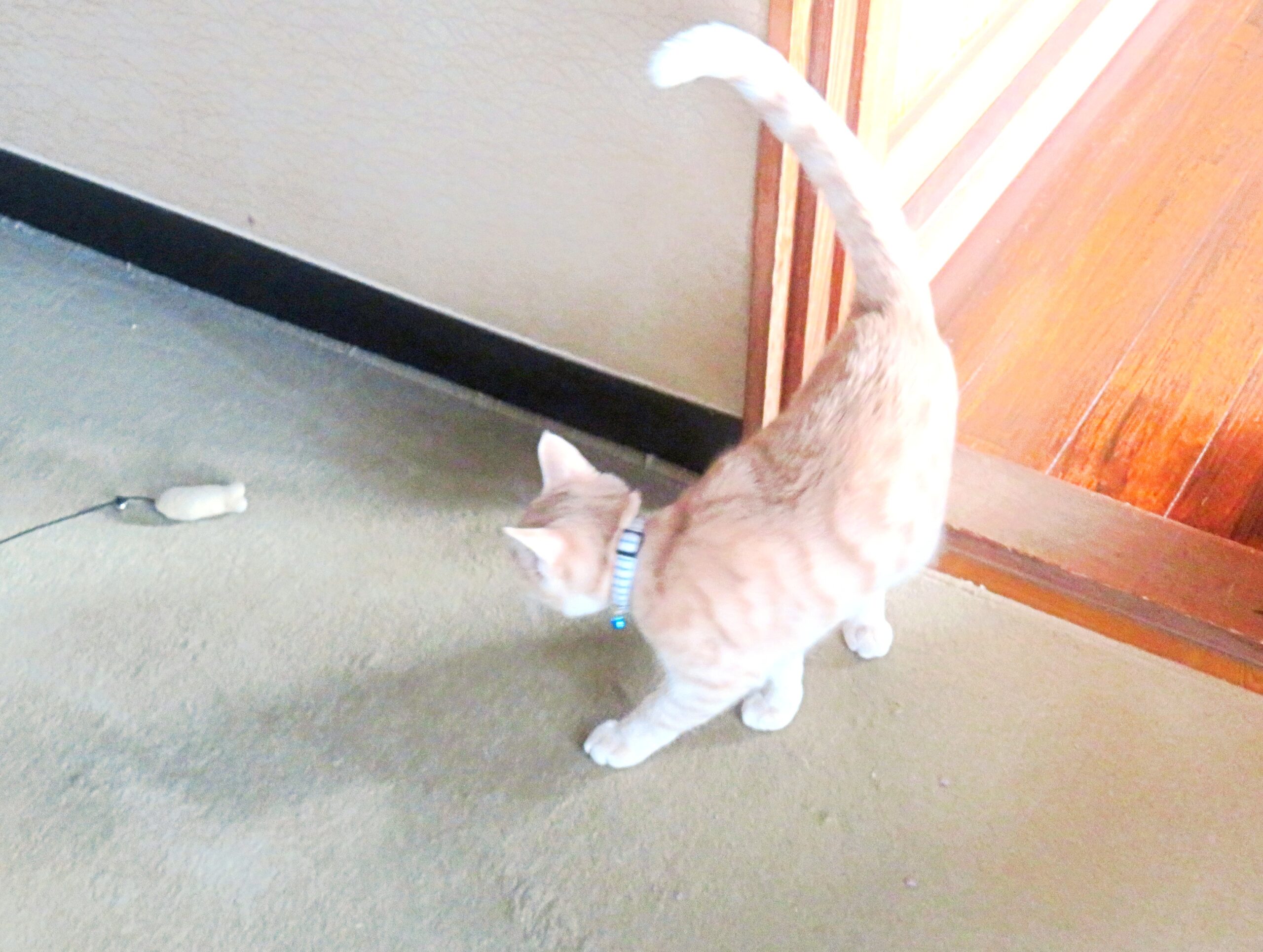 こねこ、そら、遊ぶ