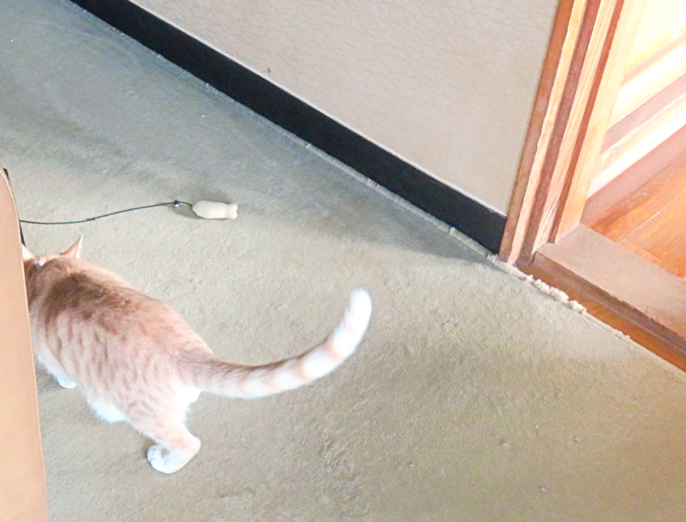 こねこ、そら、遊ぶ