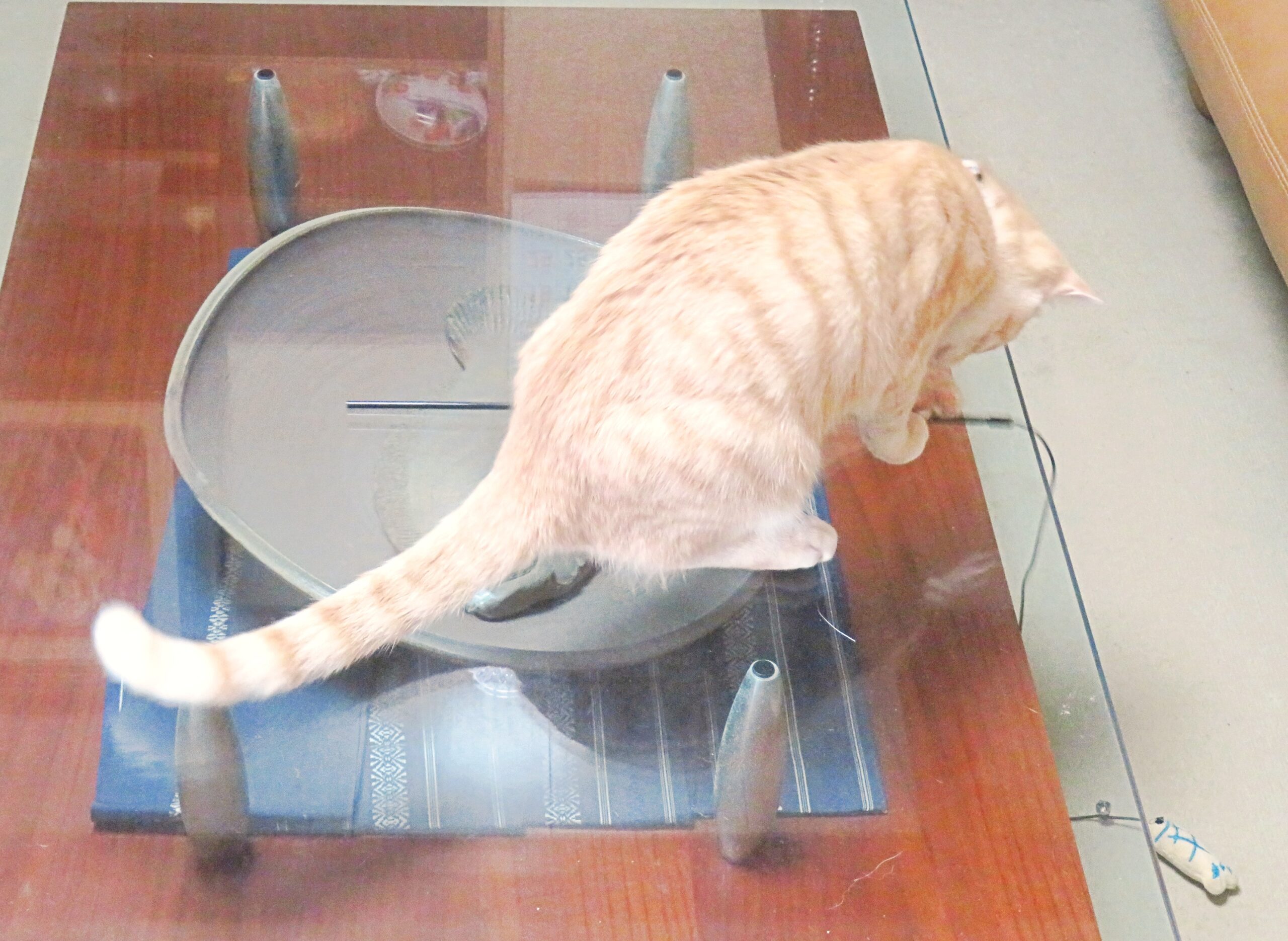 こねこ、そら、遊ぶ