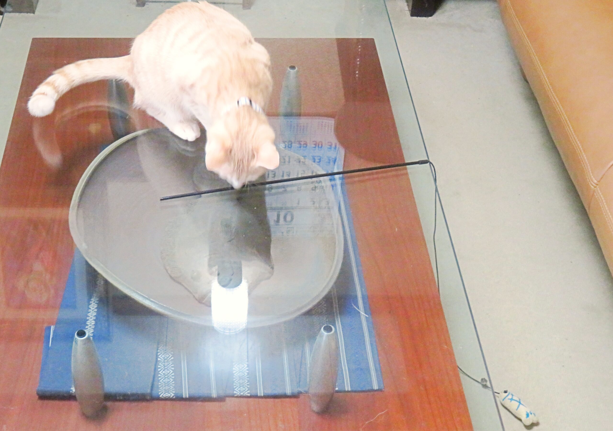 こねこ、そら、遊ぶ