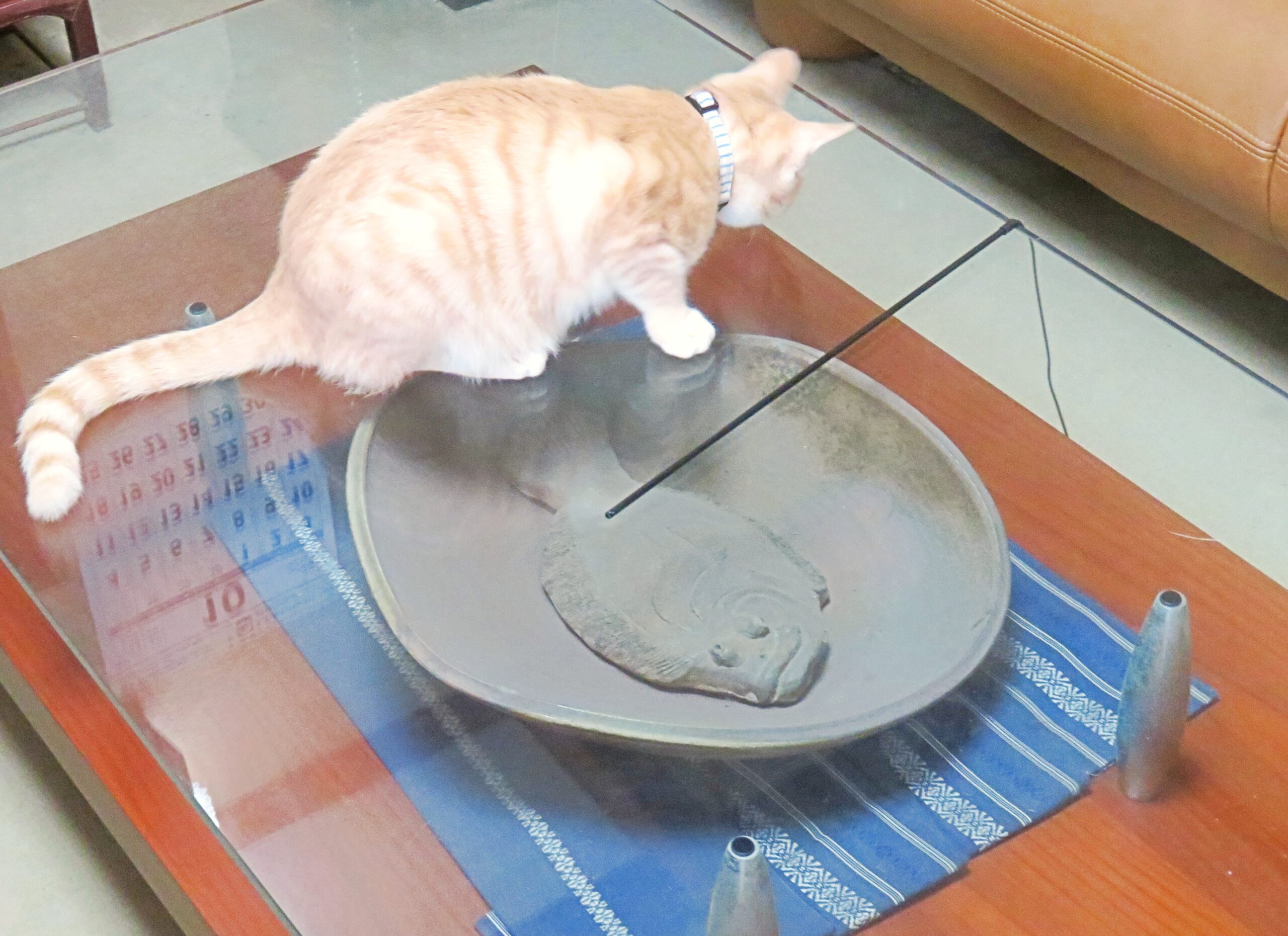 こねこ、そら、遊ぶ