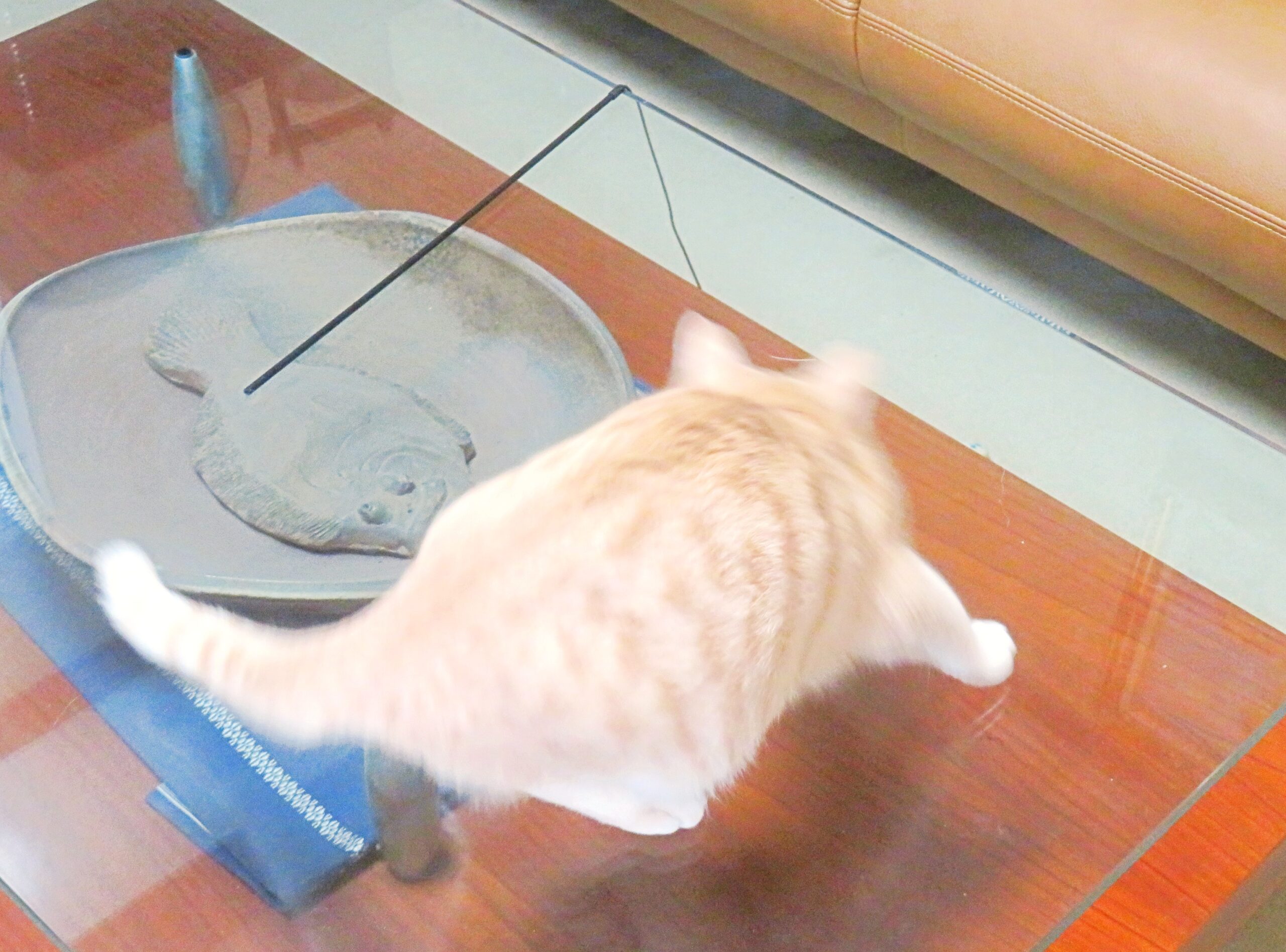 こねこ、そら、遊ぶ