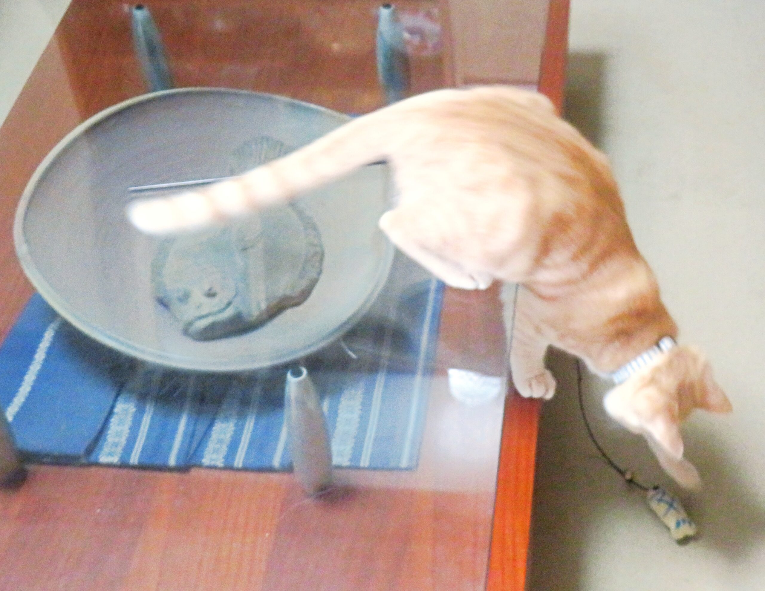 こねこ、そら、遊ぶ