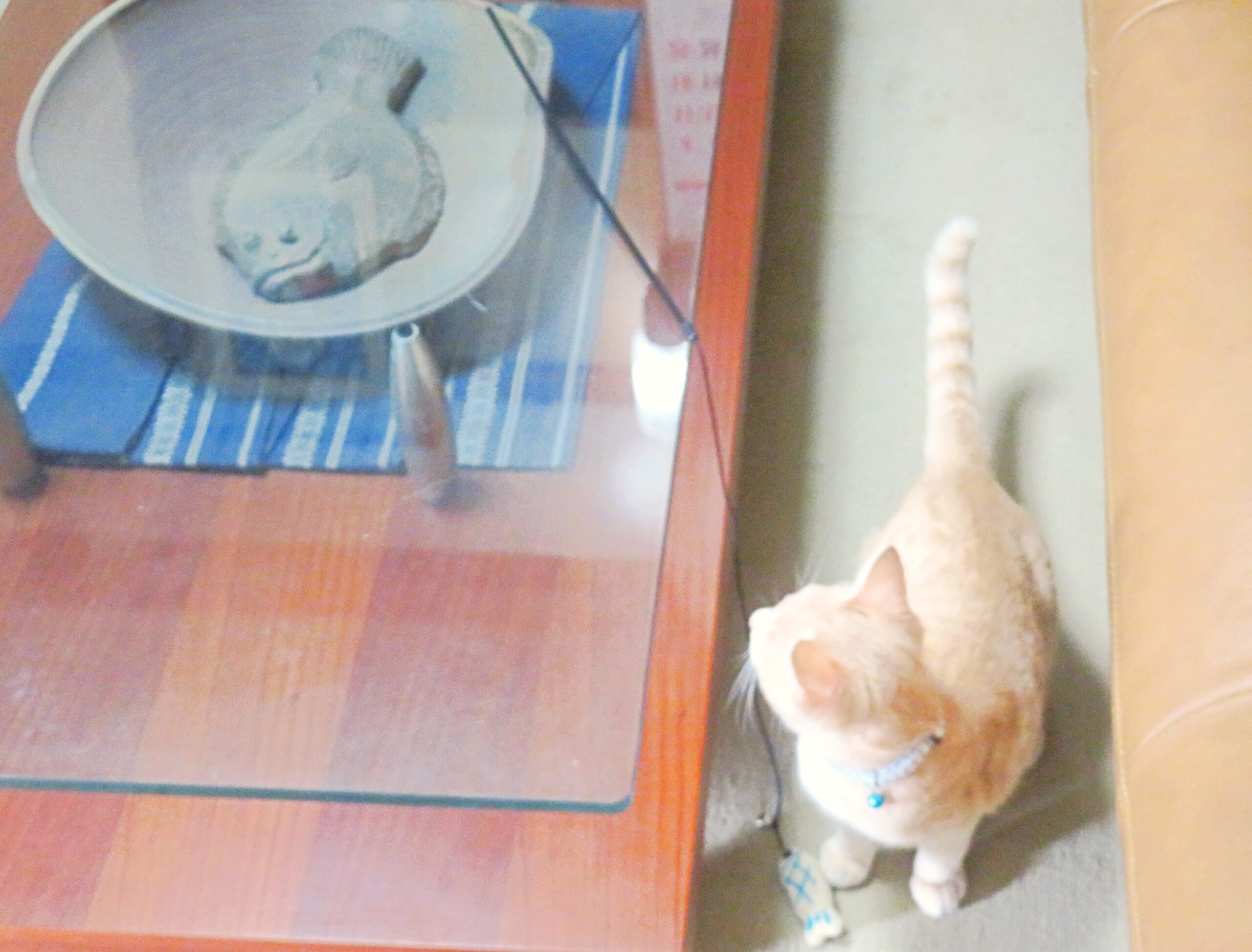 こねこ、そら、遊ぶ