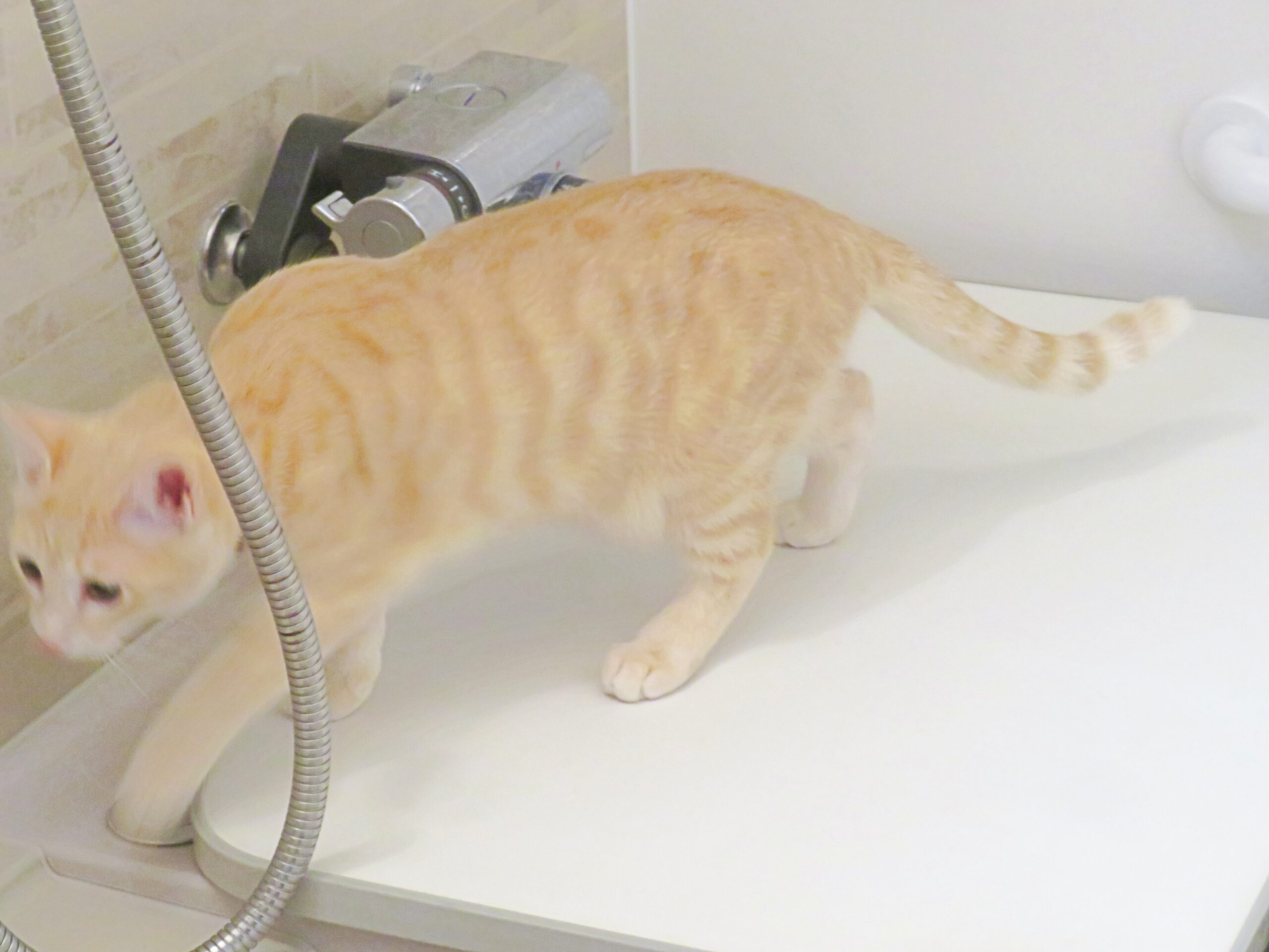 こねこ、そら、遊ぶ