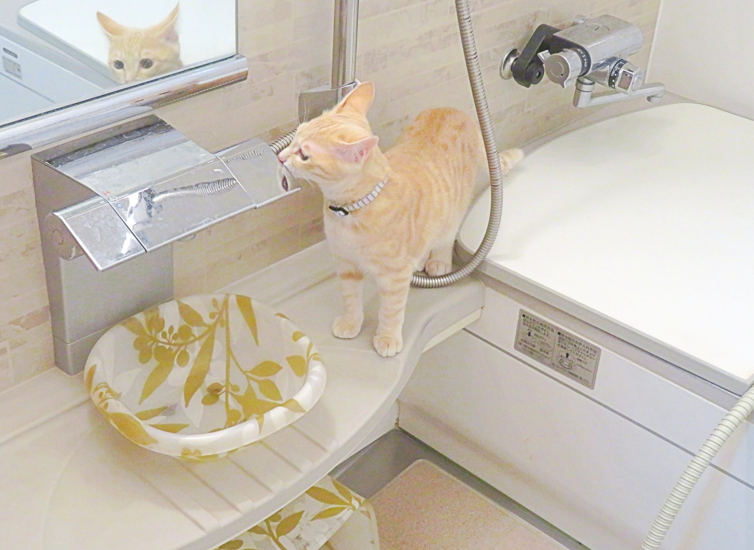 こねこ、そら、遊ぶ