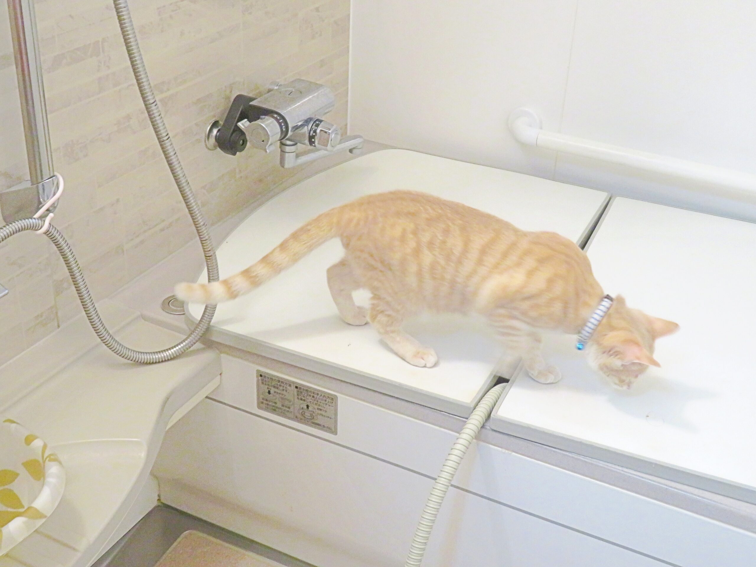 こねこ、そら、遊ぶ