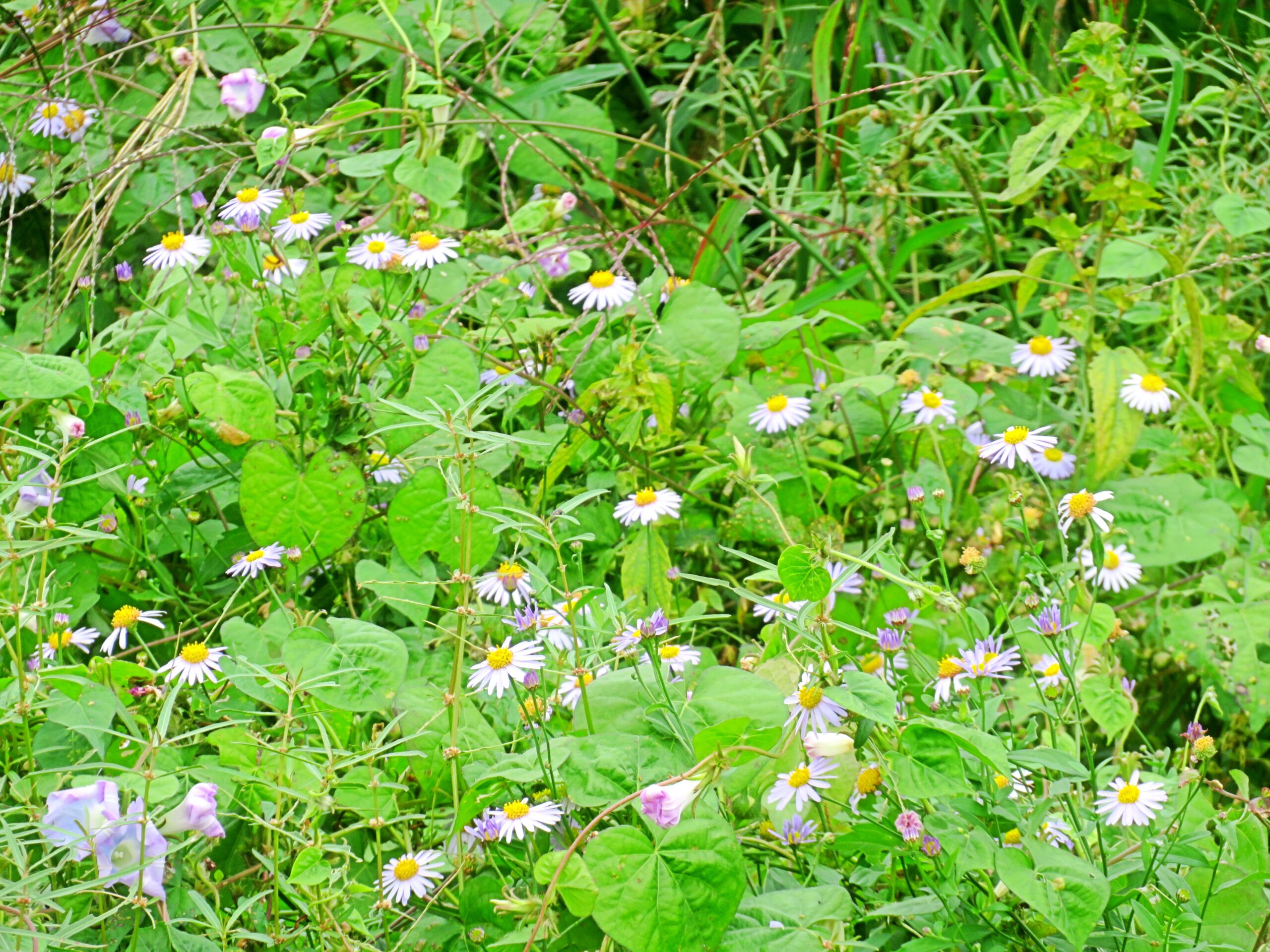 10月の草叢