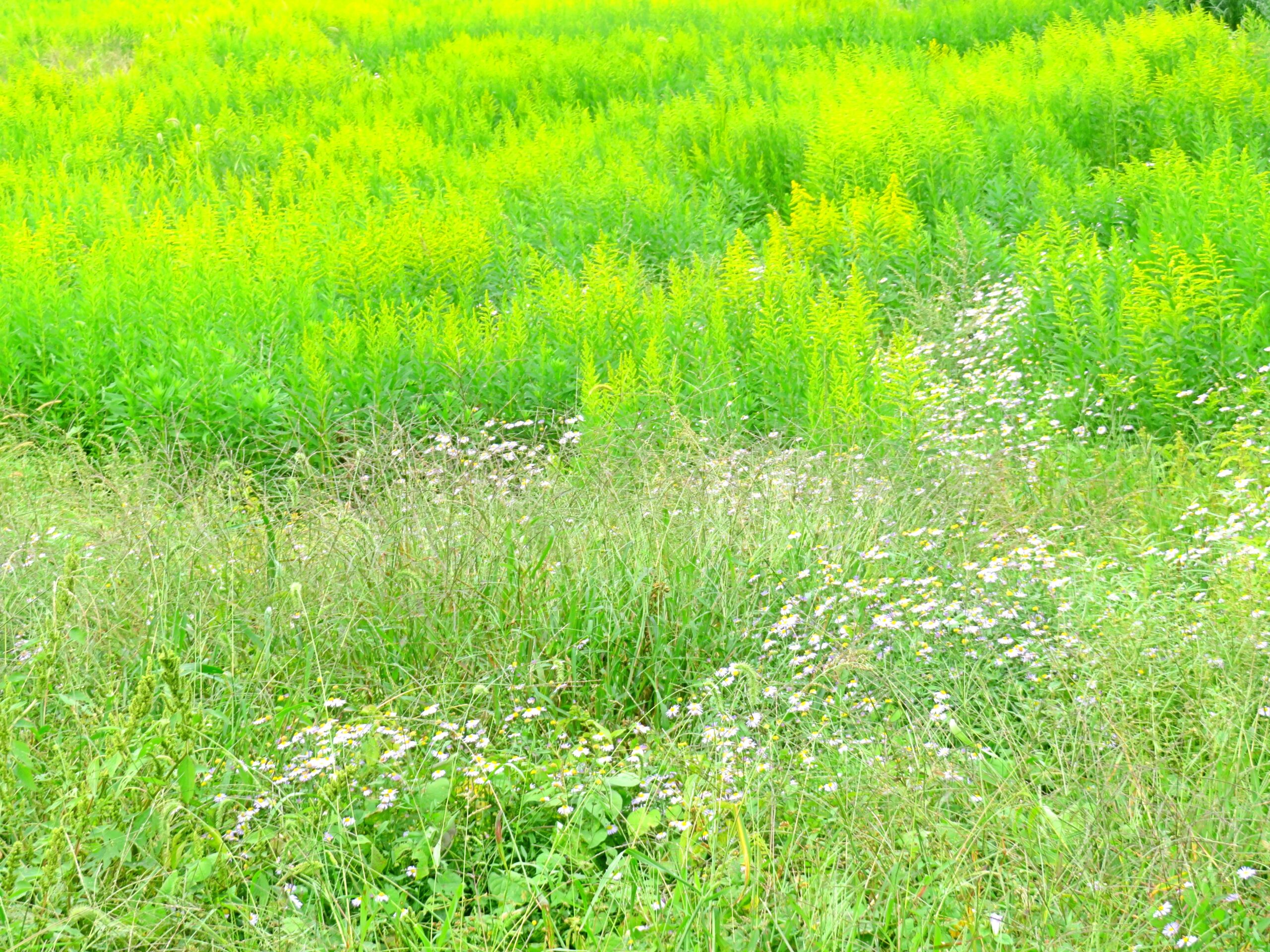 10月の草叢